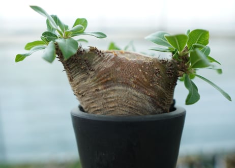 パキポディウム　マカイエンセ　Pachypodium makayense No.3
