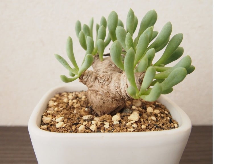 オトンナ　グラビフォリア① オトンナ・クラビフォリアの基本情報・育て方｜多肉植物・サボテン図鑑