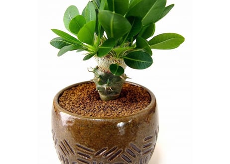 Pachypodium brevicaule albiflorum 　恵比寿笑い