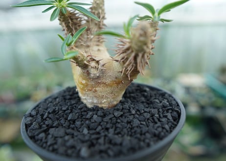 パキポディウム　デンシフローラム　Pachypodium densiflorum　No.2