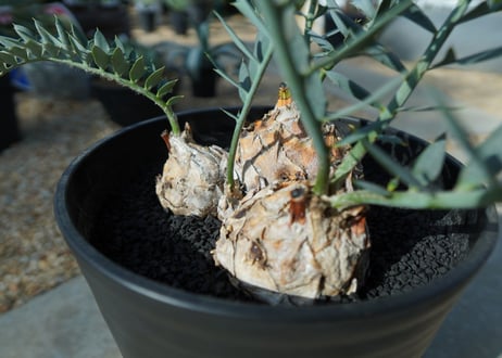 エンセファラルトス　 ホリダス　Encephalartos horridus