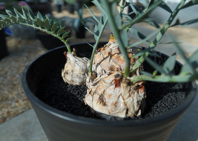 エンセファラルトス ホリダス Encephalartos horridus | mana's エンセファラルトス ホリダス Encephalartos horridus | mana's