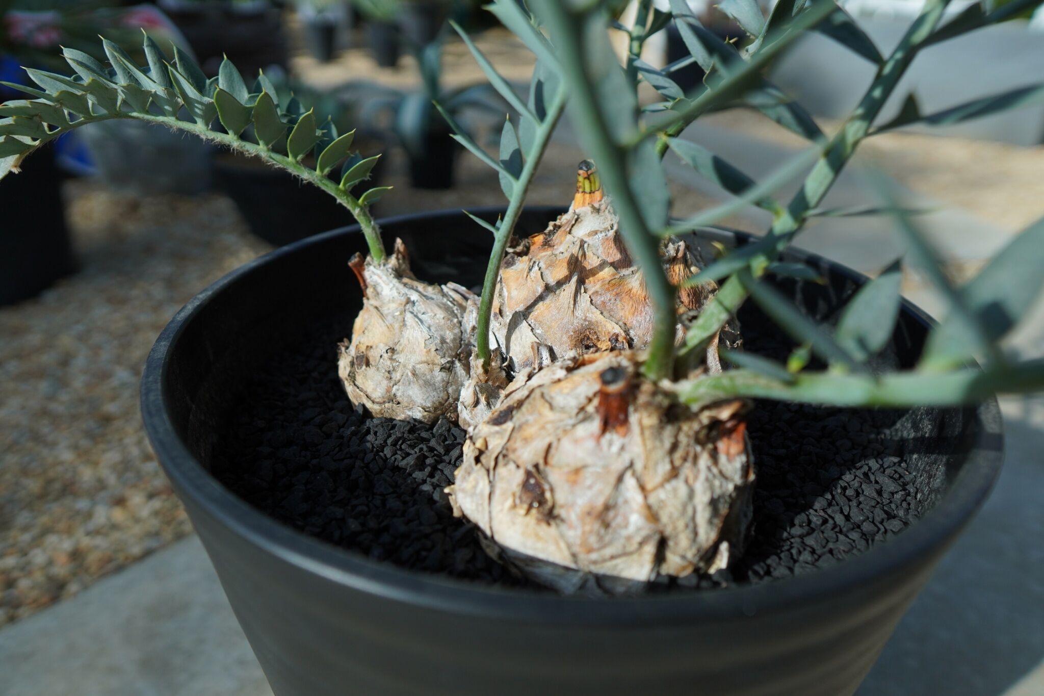 エンセファラルトス ホリダス Encephalartos horridus | mana's