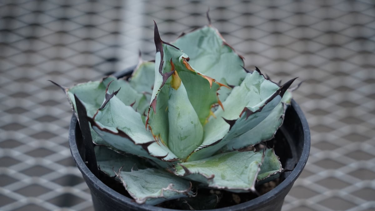 アガベ ブラックアンドブルー | mana's farm:塊根植物・アガベ・ドライ