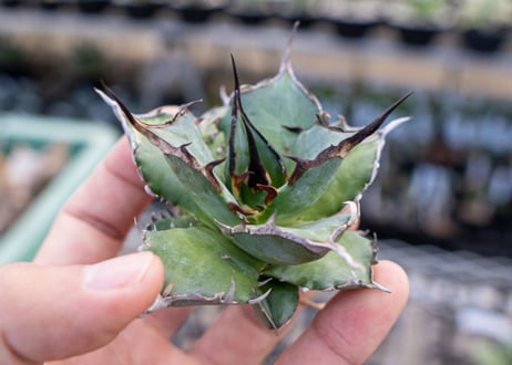 Agave titanota hades No.3