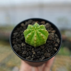 ホリダやオベサなどユーフォルビアの人気種を多数アップします