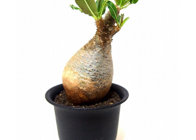 ぴっころです。 グラキリス Pachypodium gracilius ⑤ Pachypodium Gracilius - パキポディウム・グラキリス – VALIANT