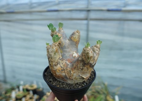 パキポディウム　エブレネウム　Pachypodium eburneum　No.1