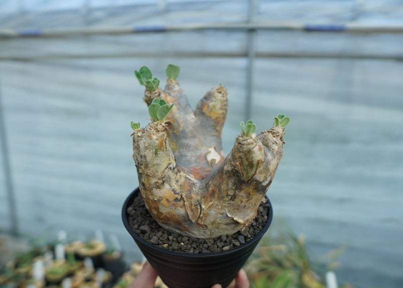 パキポディウム エブレネウム Pachypodium eburneum No.1 | mana