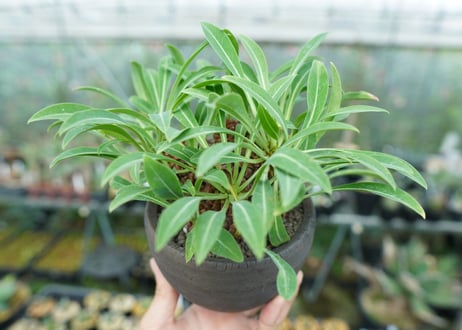 ユーフォルビア　鉄甲丸　Euphorbia  bupleurifolia