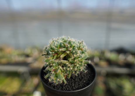 トリコディアデマ　デンサム　Trichodiadema densum  No.1