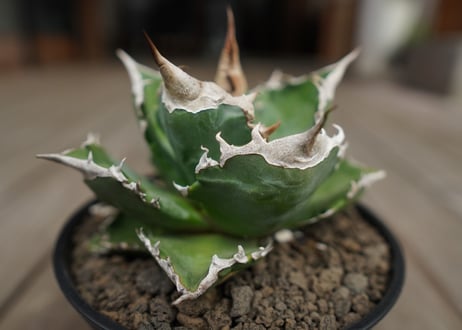アガベ　チタノタ　白火焔　agave titanota white fire