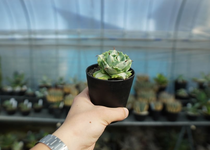 アガベ 王妃雷神錦 白中斑 Agave “Ohi Raijin Nishiki Shirona