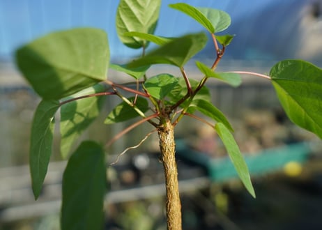 フィカス パルメリー Ficus palmeri  No.1