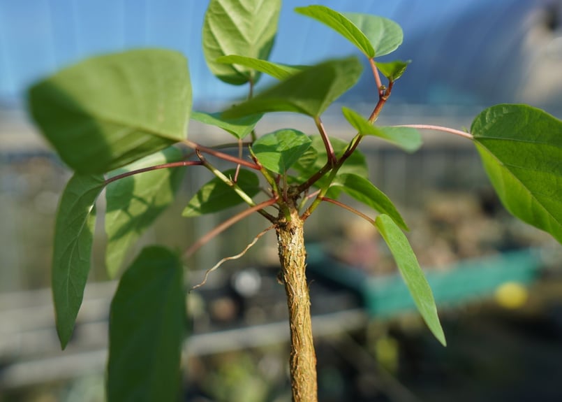 フィカス パルメリー Ficus palmeri No.1 | mana's farm:塊根