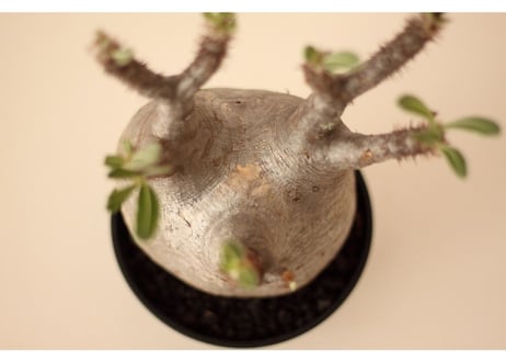 Pachypodium Gracilius パキポディウム  グラキリス  №３