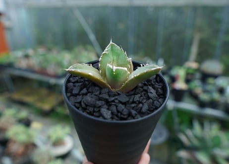 アガベ　チタノタ　鬼爪雪峰  Agave titanota “Onitsume Yukimine” 子株　No.2