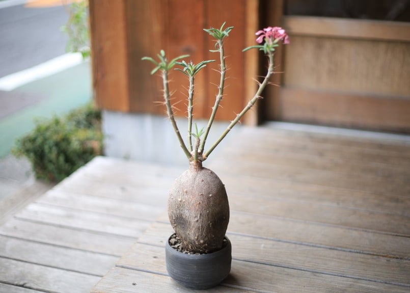 パキポディウム サキュレンタム Pachypodium succulentum | man