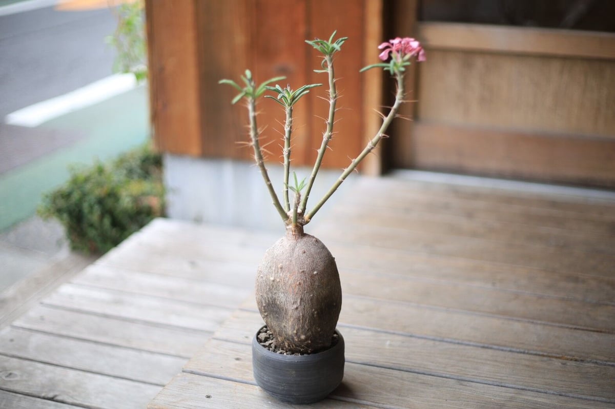 本日限定パキポデュウムサキュレンタム