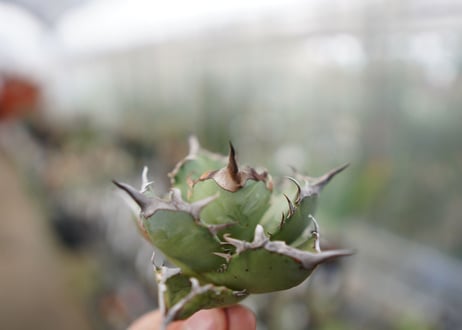 Agave Black fire F NO.3 (G)