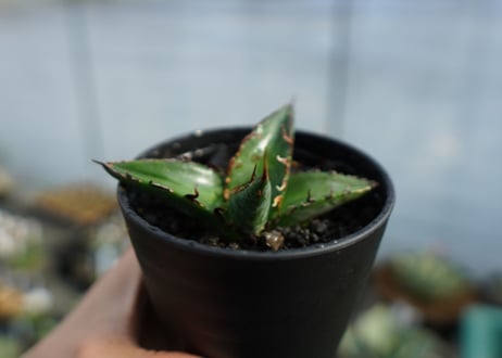 アガベ　オテロイ　agave oteroi　No.3