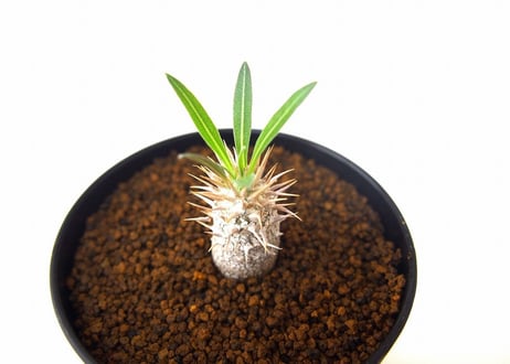 パキポディウム イノピナツム　Pachypodium inopinatum no.3