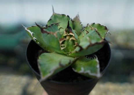 アガベ　チタノタ　黒鯨　Agave titanota black whales　No.6