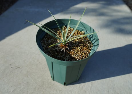 CATEGORY ユッカ | mana's farm:塊根植物・アガベ・ドライガーデン植物