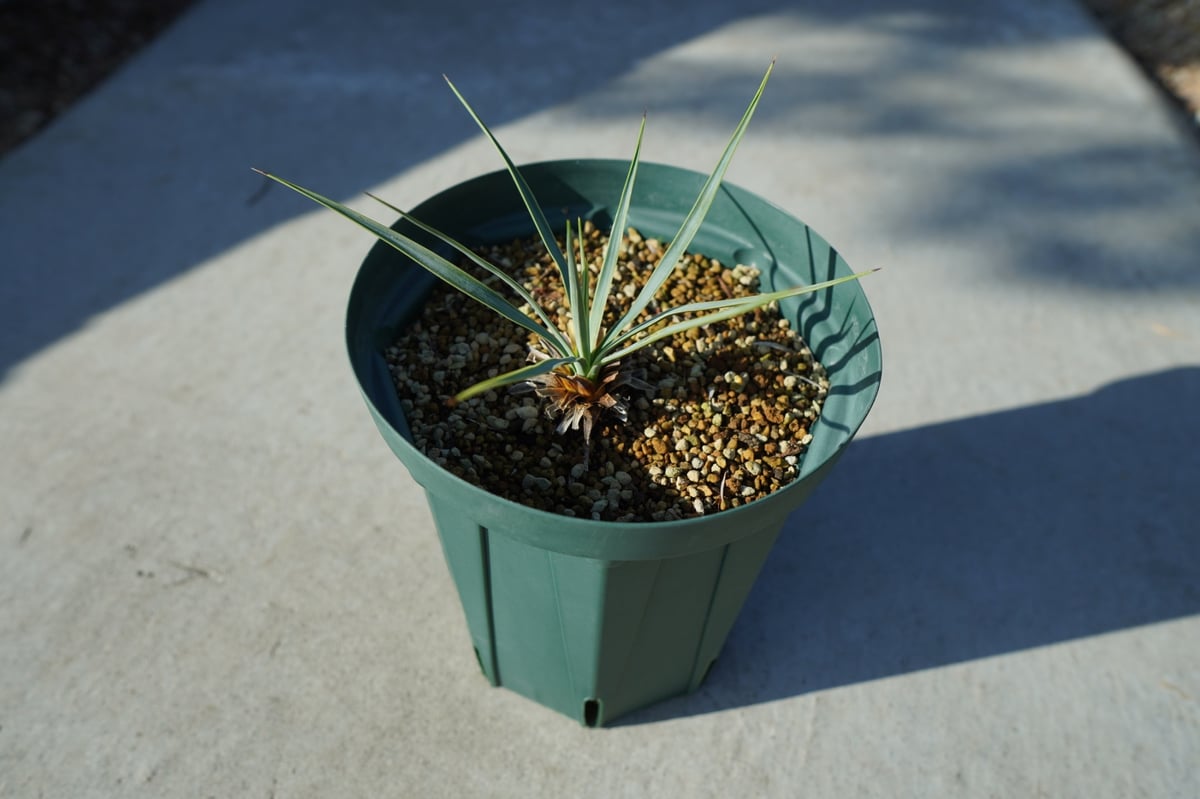 ユッカ　ロストラータ　1 キュウページ ユッカ ロストラータ Yucca rostrata 1 | ガレージプラス Wood&Works