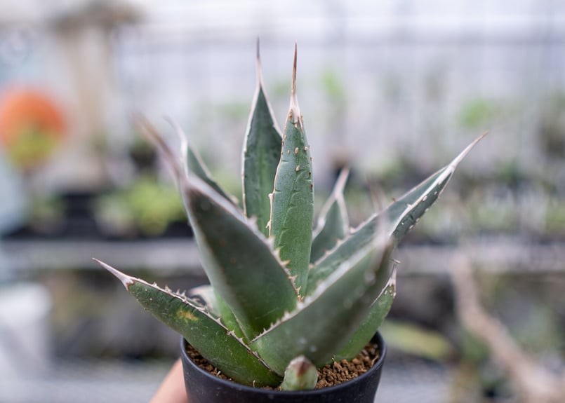 夏セールアガベパープソラム（Purpusorum）‼️16800-5000 送料込み】アガベパープソラムC 帝釈天 agave purpusorum