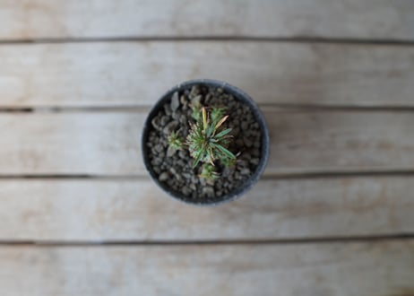 鉄甲瑠璃晃　( bupleurifolia)​×( susannnae)