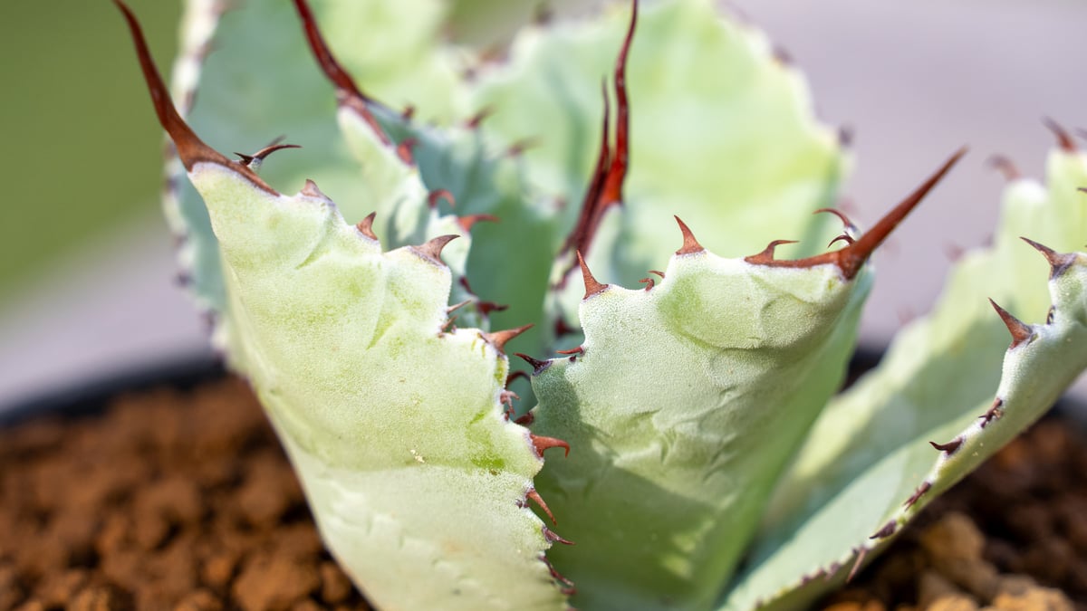 アガベ グアダラハラナ | mana's farm:塊根植物・アガベ・ドライ