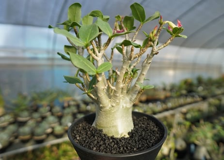 アデニウム　Adenium　No.1
