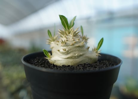 パキポディウム　恵比寿大黒　Pachypodium Densicaule　No.10