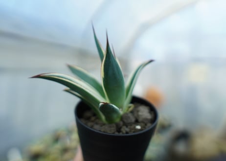 アガベ　ブルーグロー錦　Agave Blue Glow