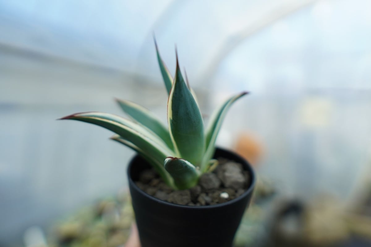 アガベ ブルーグロー錦 Agave Blue Glow | mana's green:塊根植物 アガベ ブルーグロー錦 Agave Blue Glow | mana's green:塊根植物