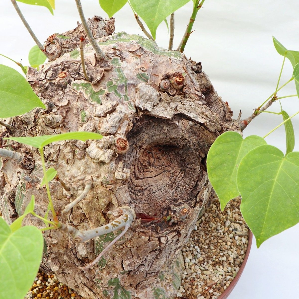 プセウド ボンバックス特大 プセウド ボンバックス | mana's farm:塊根植物・アガベ・ドライ