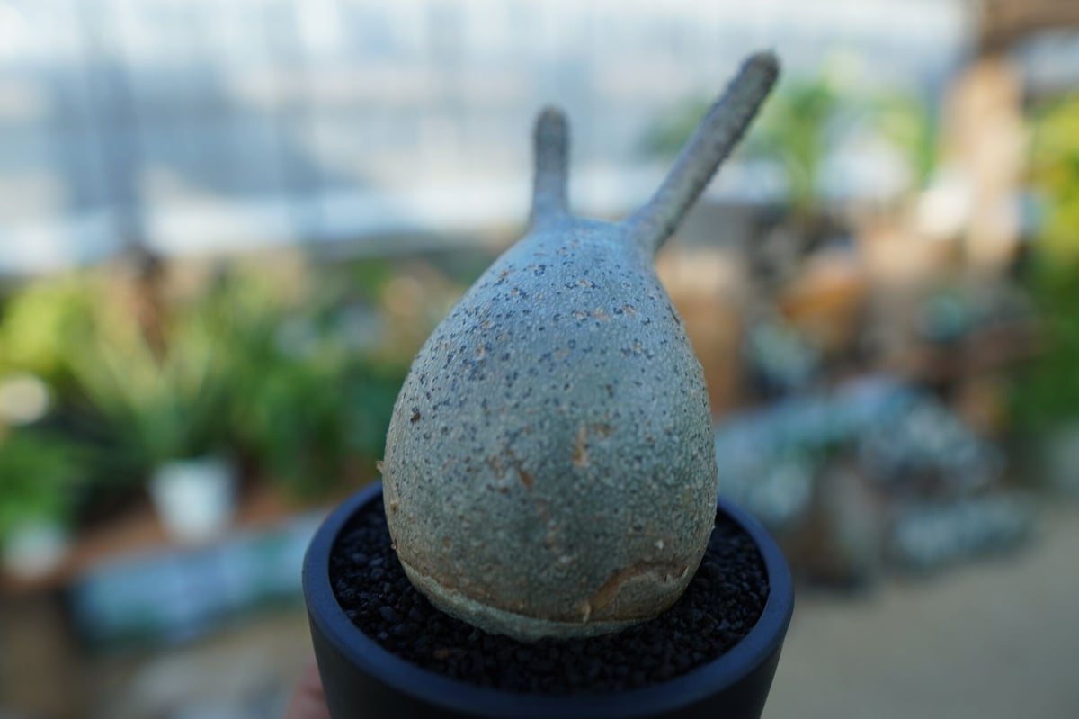 未発根】パキポディウム グラキリス Pachypodium Gracilius No.3