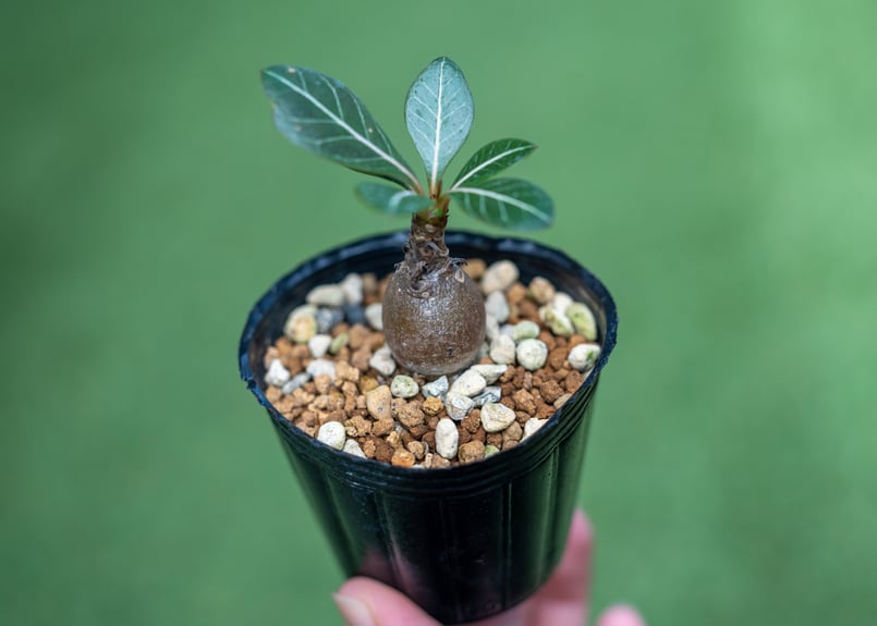 【貴重】【実生株】アデニウム・ソコトラナム　砂漠の薔薇 貴重】【実生株】アデニウム・ソコトラナム 砂漠の薔薇