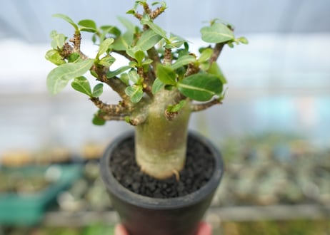 アデニウム　Adenium　No.10
