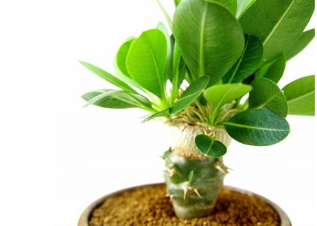 Pachypodium brevicaule albiflorum 　恵比寿笑い