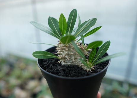 パキポディウム　恵比寿大黒　Pachypodium Densicaule　No.4