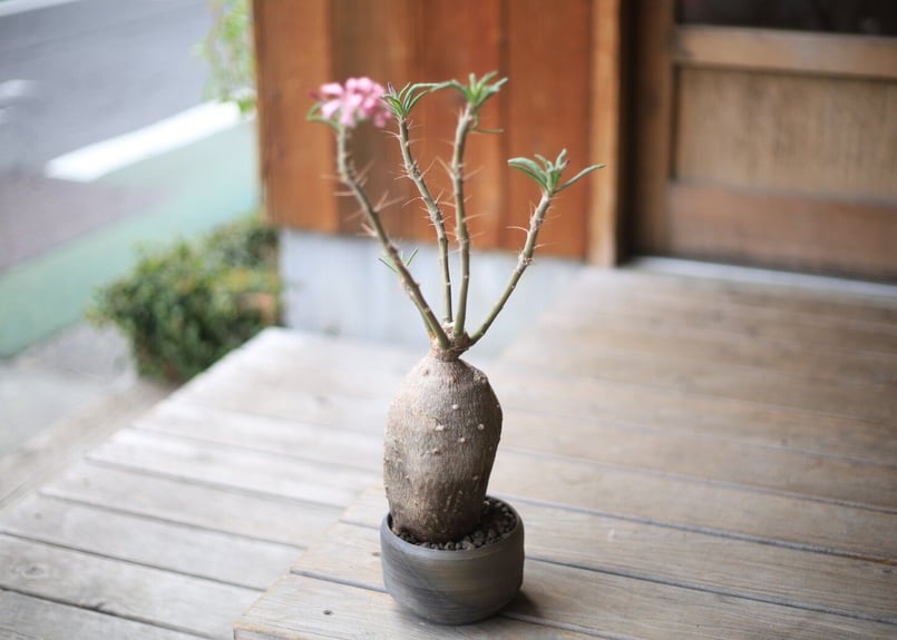 パキポディウム サキュレンタム Pachypodium succulentum | man