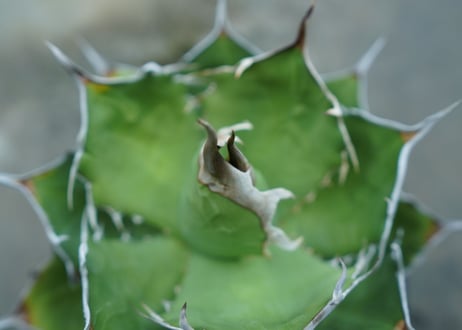 agave titanota 獅子光　Lion light　No.1