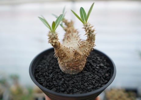 パキポディウム　デンシフローラム　Pachypodium densiflorum　No.2