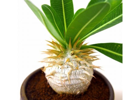 パキポディウム エブレネウム　Pachypodium eburneum
