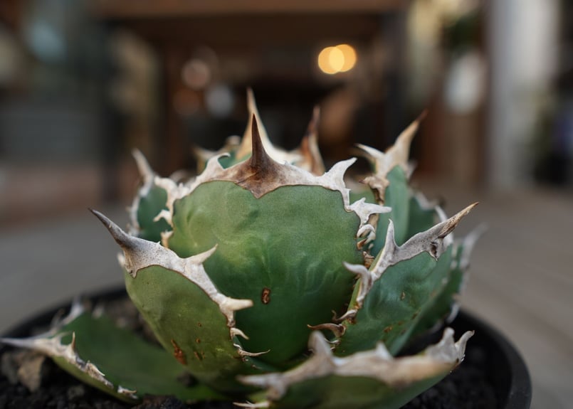 アガベ チタノタ FO-76 Agave titanota ”FO-76 アガベ チタノタ FO-76 Agave titanota ”FO-76