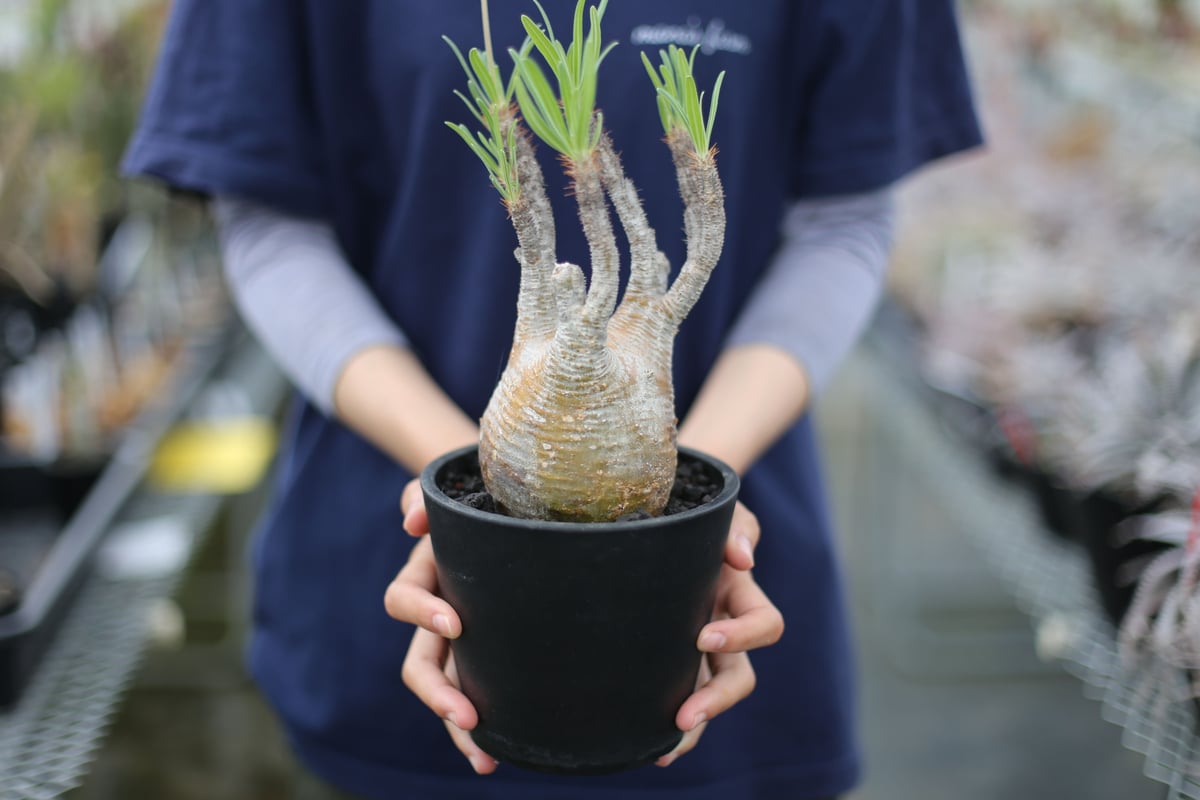 パキポディウム グラキリス | mana's farm:塊根植物・アガベ・ドライ