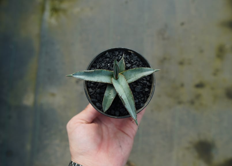 アガベ シャークスキン Agave Sharkskin | mana's green:塊根植物 アガベ シャークスキン Agave Sharkskin | mana's green:塊根植物