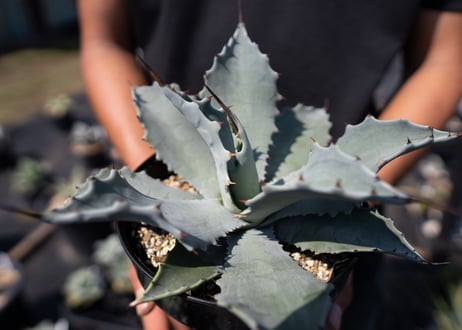 Agave temacapulinensis